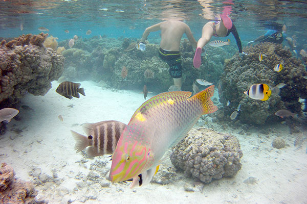 jardin de corail